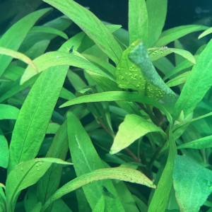 Publication de Smast