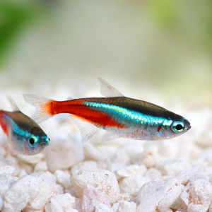 10 neons (Paracheirodon innesi)