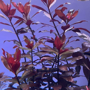 Ludwigia repens