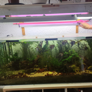 Recherche aquarium