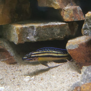 julidochromis marksmithi