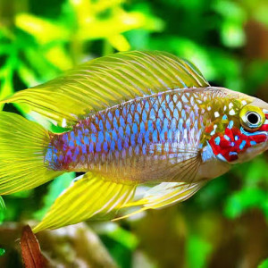 Apistogramma Borelli