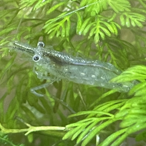 Publication de Fishnships