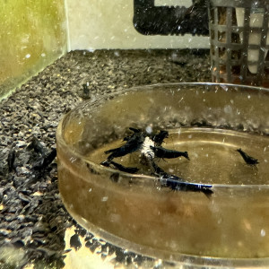 10 crevettes bleues Neocaridina Davidi Blue Dream HQ ENVOI RAPIDE ET SOIGNÉ
