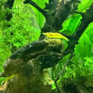 Crevettes Yellow