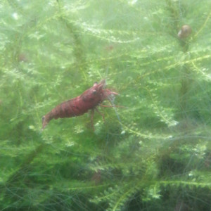 Crevette Red fire