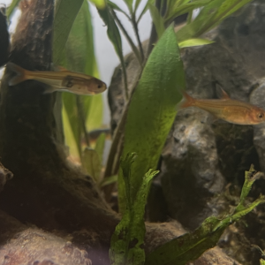 Publication de Dukzer