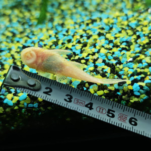 Vente ou échange ancistrus brun et gold contre autres poissons (espèces non prolifiques)