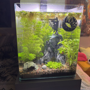 Publication de MamZ-L94