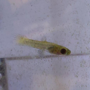 Publication de Martinpecheur