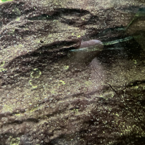 Publication de Ribeyre710