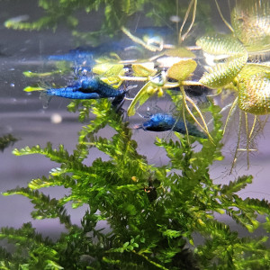 Neocaridina davidi var. blue velvet