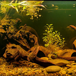 Bac de procambarus alleni white