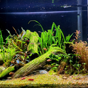 Bac de neocaridina sakura red