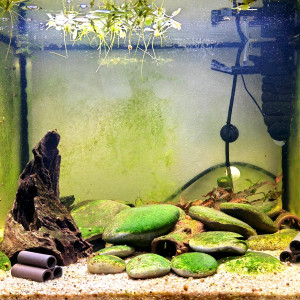 Bac de neocaridina black
