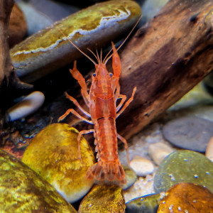 Publication de Rouxy06220