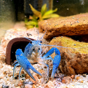 Publication de Rouxy06220