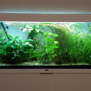 Publication de Anubiadamidum