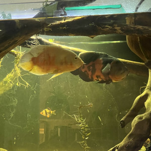 Oscar astronotus