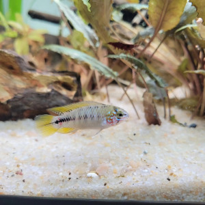 Publication de Poupon