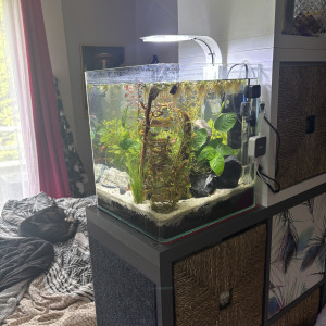 Publication de MamZ-L94