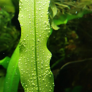 Publication de STK54