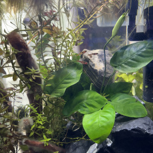 Publication de MamZ-L94