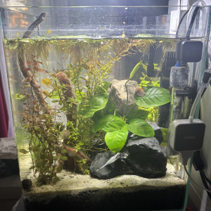 Publication de MamZ-L94