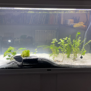 Publication de Fishnships