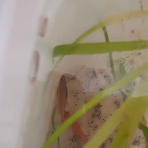 Publication de Anubiadamidum
