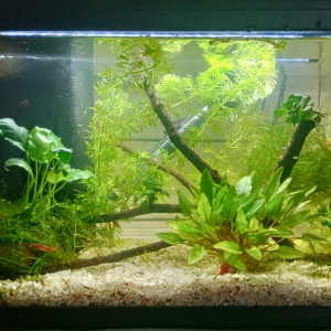 Crevettes Red Cherry 20L