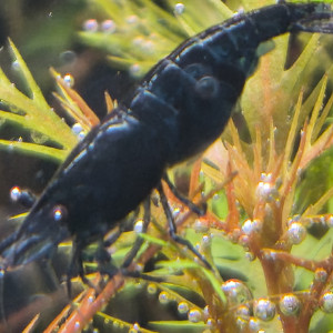 Publication de Loran