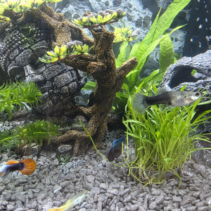 Publication de AmouretMax804