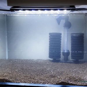 Publication de Olivier1977