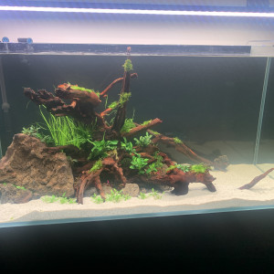 RACINE RIVER WOOD A VENDRE