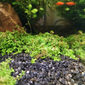 Publication de Barron