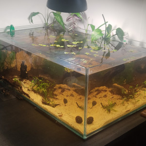 Shallow 70