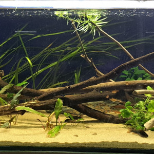 160L Amazonien