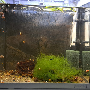 Publication de Lorent_Aquataz