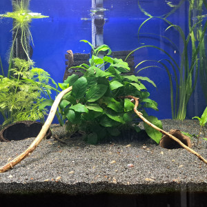 50L Apistogramma Agassizii