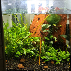 25L Neocaridina yellow neon