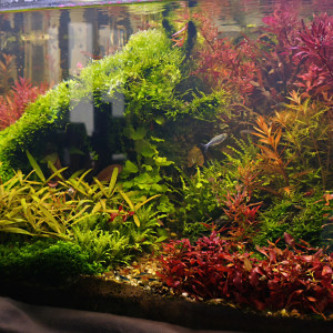 Publication de Loran