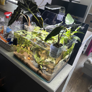 Publication de MamZ-L94