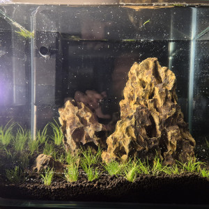 Nano Iwagumi