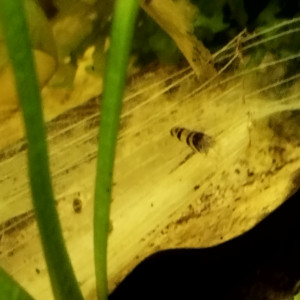 Publication de Orion07