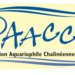 Association Aquariophile Chalinéene Cichlidés