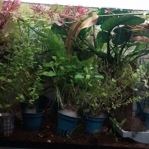 Publication de STK54