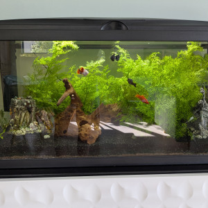 Aquarium 80L