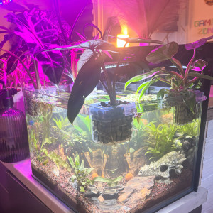 Publication de MamZ-L94