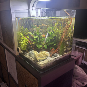 Publication de MamZ-L94